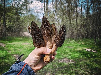 A How to Find Morel Mushrooms