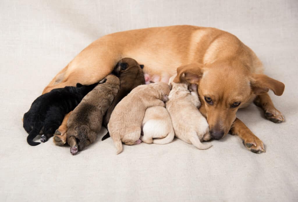 Mother dog nursing her puppies