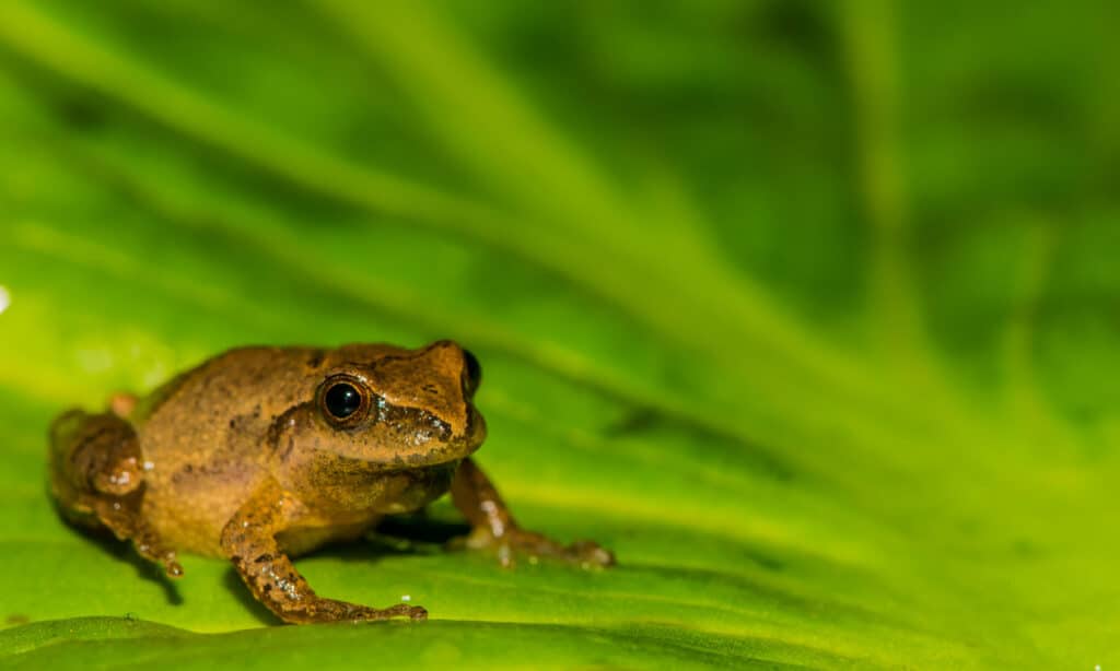 Northern Spring Peeper