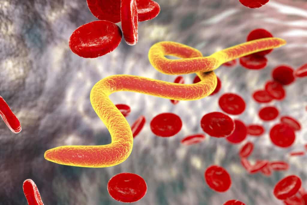 Microfilaria,Worms,In,Blood,,3d,Illustration.,Nematode,Parasites,Transmitted,By