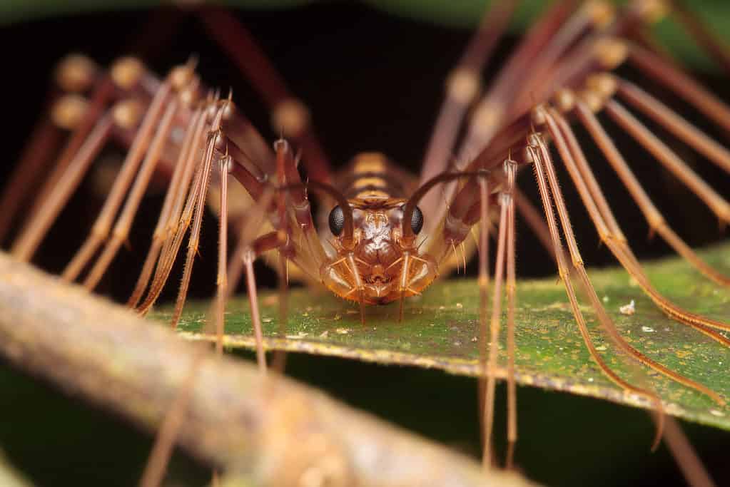 Close up of centipede