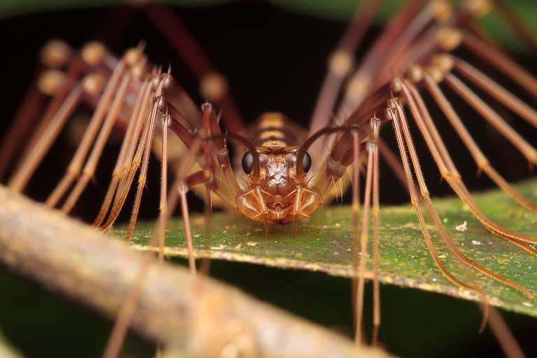 Close up of centipede