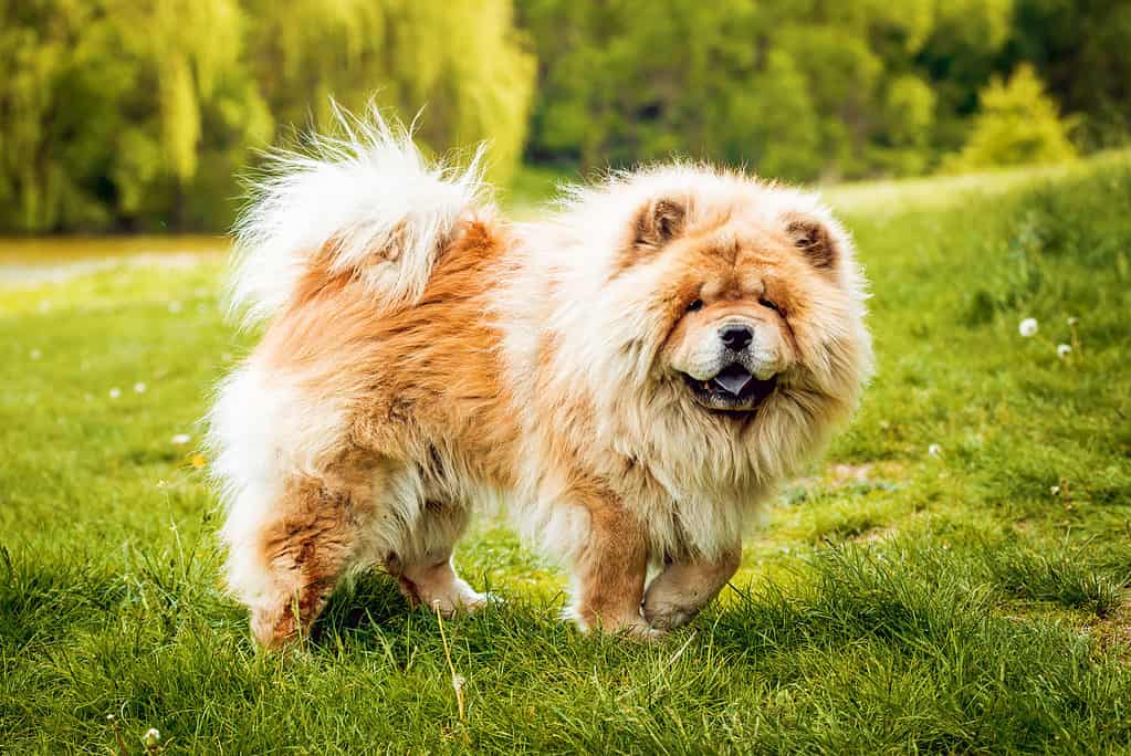 Chow-chow dog