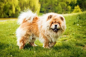 Chow Chow Lifespan: How Long Do Chow Chows Live? Picture