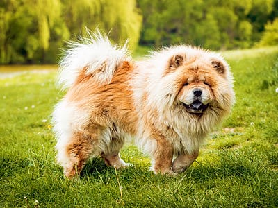 A Chow Chow Quiz: What Do You Know?
