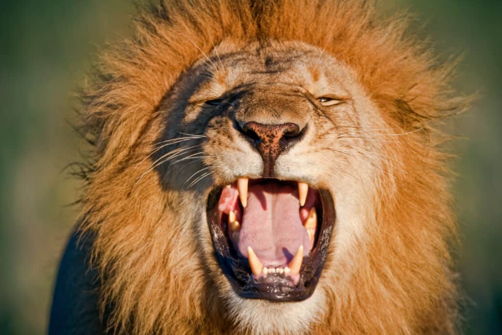 Male Lion Mouth Open