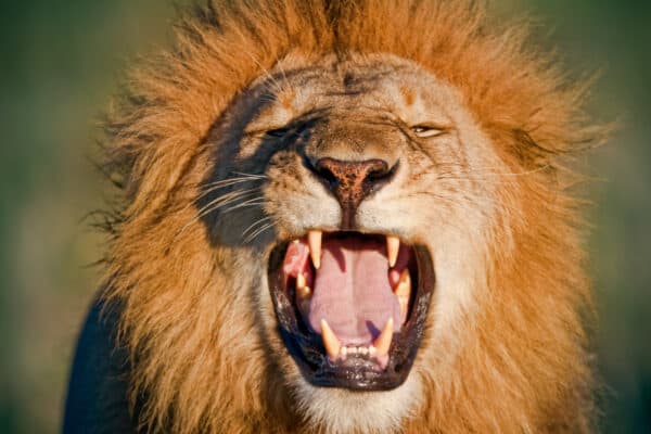 Could an Unarmed Human Beat a Lion? - A-Z Animals