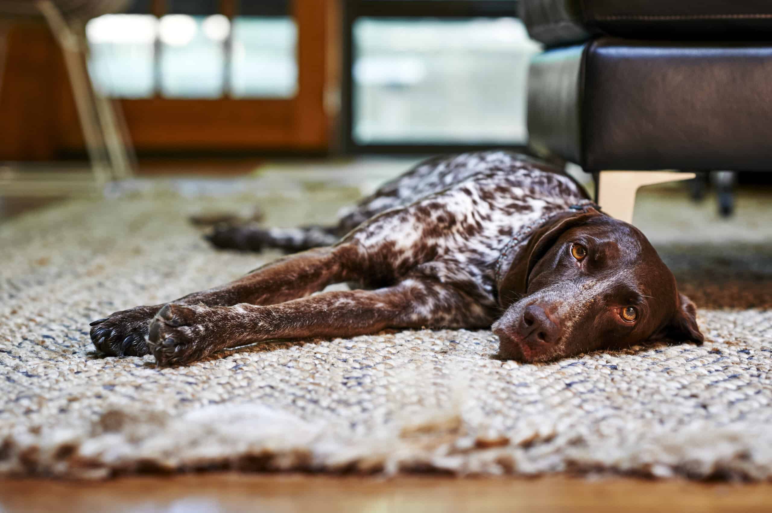 Расслабленная собака. Собаки для квартиры. Собака с заспанным видом. Курцхаар фото лежа на животе. Курцхаар как ухаживать.