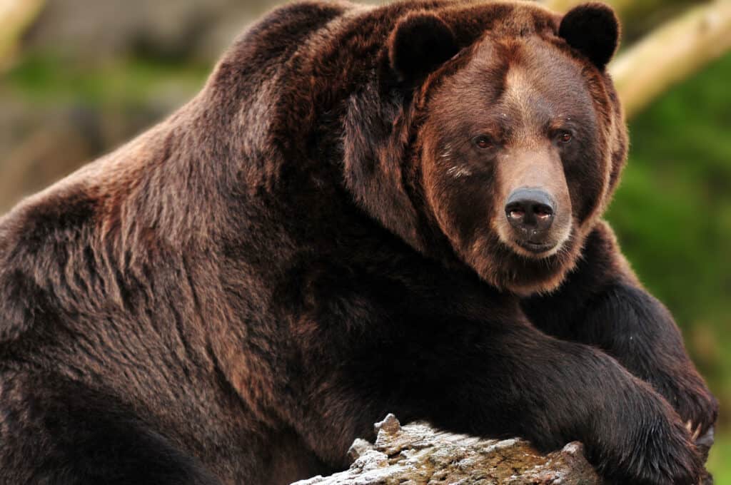 How Many Grizzly Bears Live in Yellowstone National Park? AZ Animals