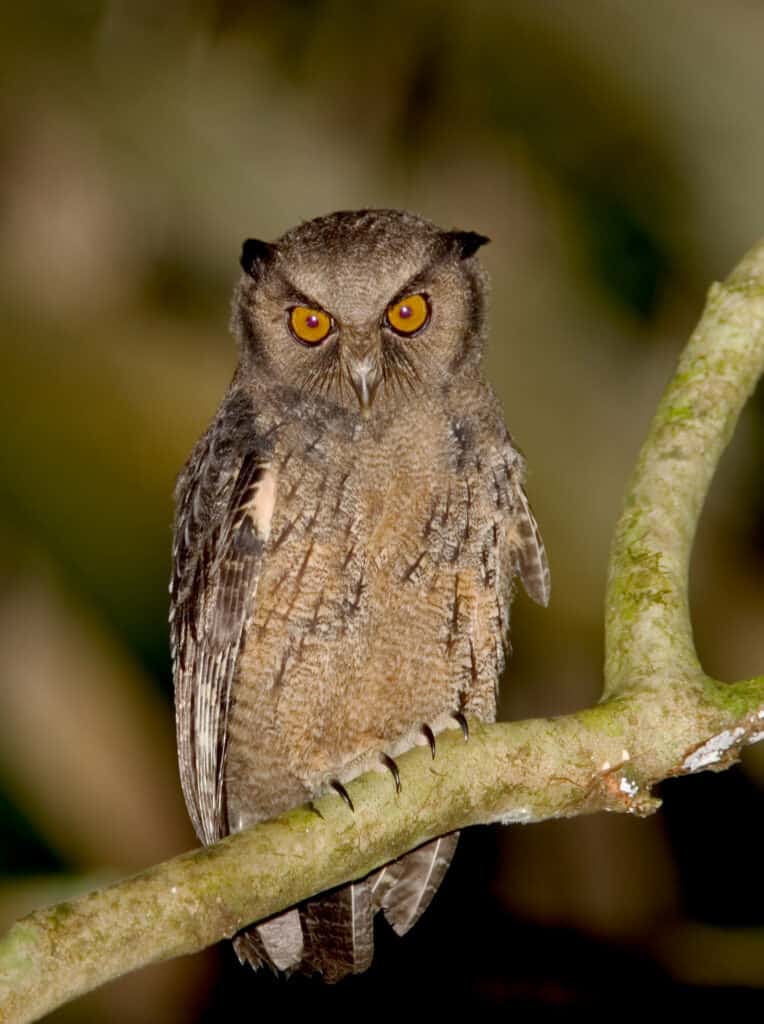 a crested owl, center frame, perched on a naked tree limb. The owls's body and head are facing the camera, The bird is light brown with dark accents about its face. Its eye are round  with golden irises and black pupils. Indistinct natural background. 