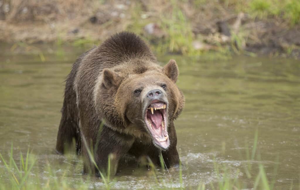 Grizzly in Water