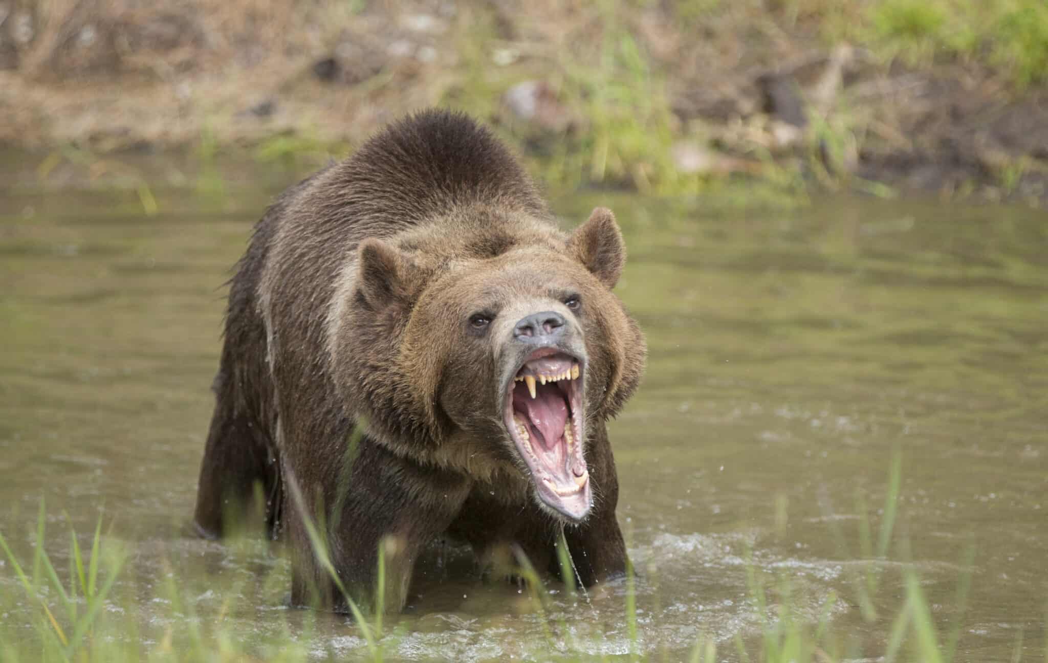 Grizzly Bear Population by State - A-Z Animals