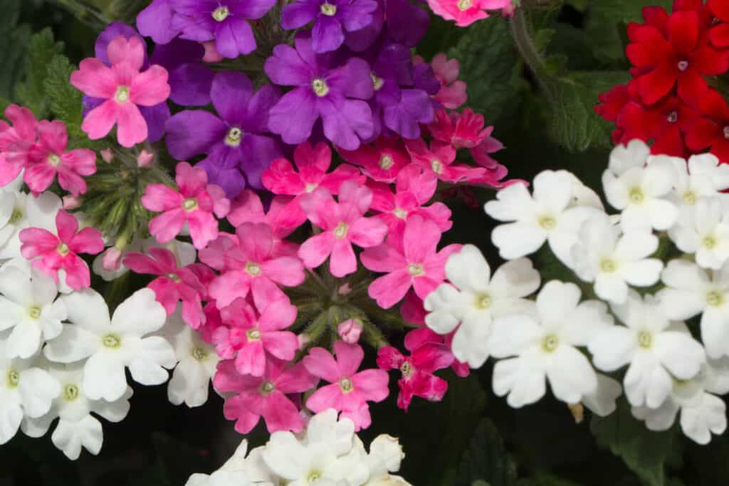 Colorful verbena blooms