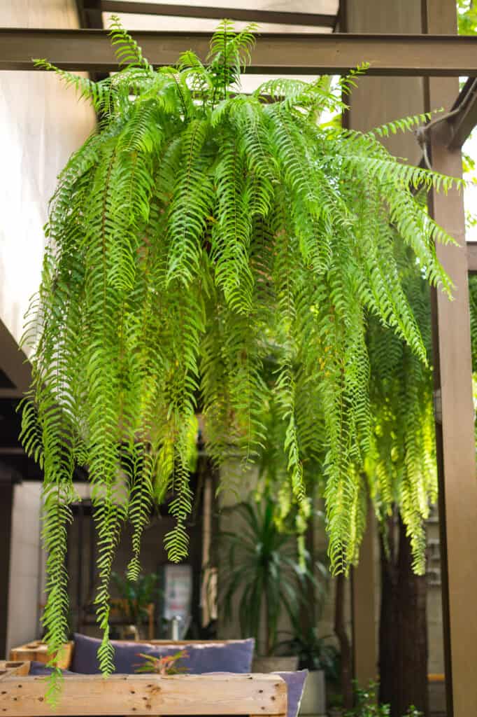 Boston fern as hanging plant