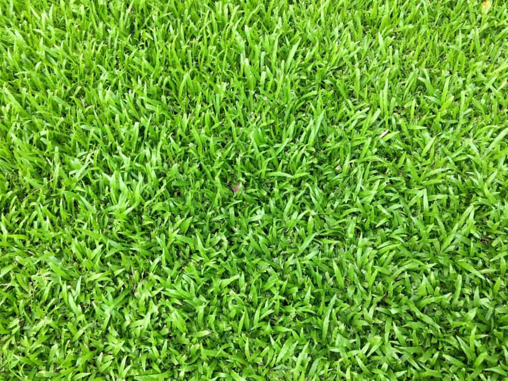 Zoysia matrella grass