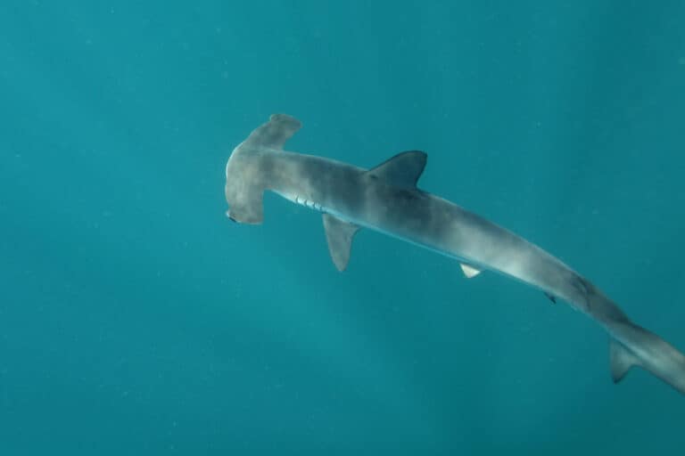 Smooth hammerhead shark (Sphyrna zygaena) in South Africa, Atlantic Ocean
