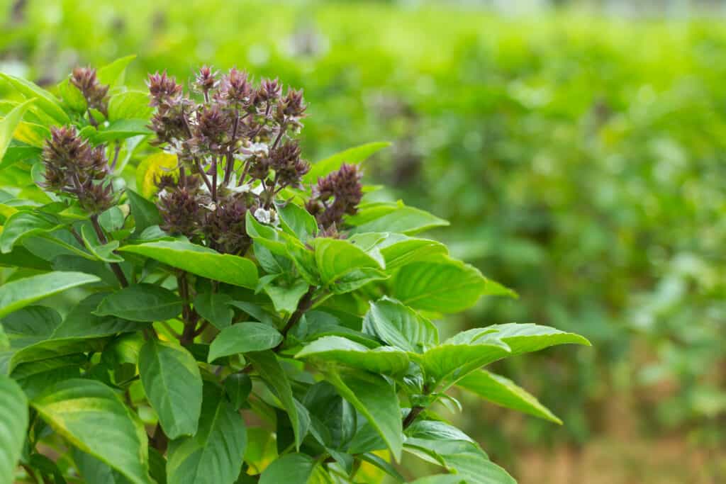 Ocimum basilicum var. thyrsiflora is commonly known as "Thai basil."