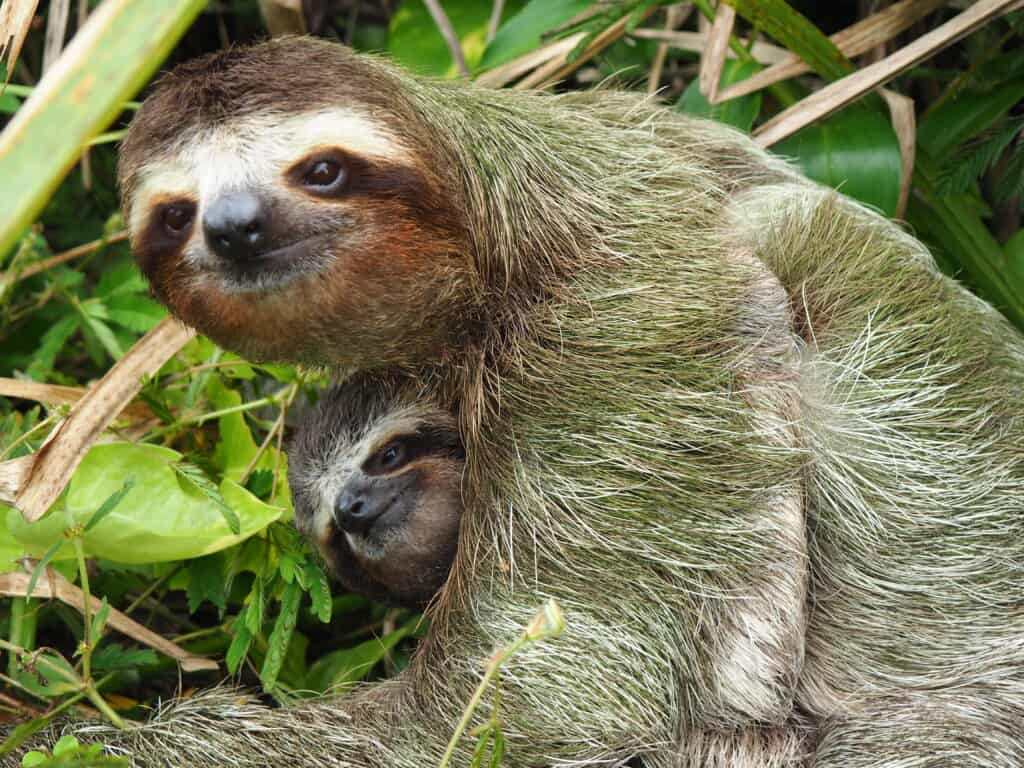 mother sloth with baby
