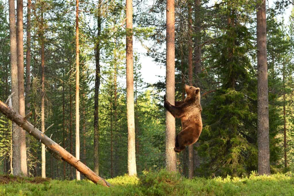 Grizzly bear climbing a tree