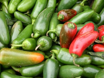 A Scoville Scale: How Hot Are Jalapeño Peppers