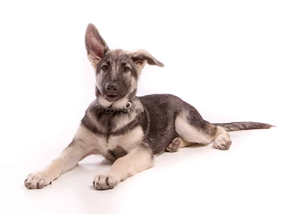 Short haired hot sale shiloh shepherd