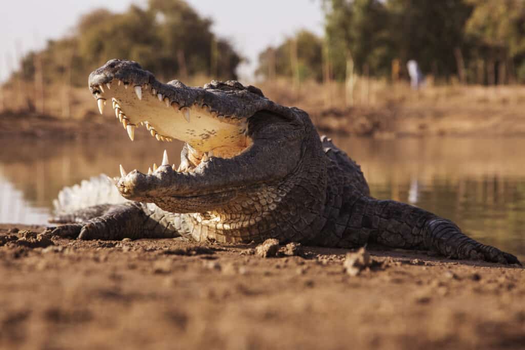 Watch These Bold Dogs Chase off an Intruding Crocodile - A-Z Animals