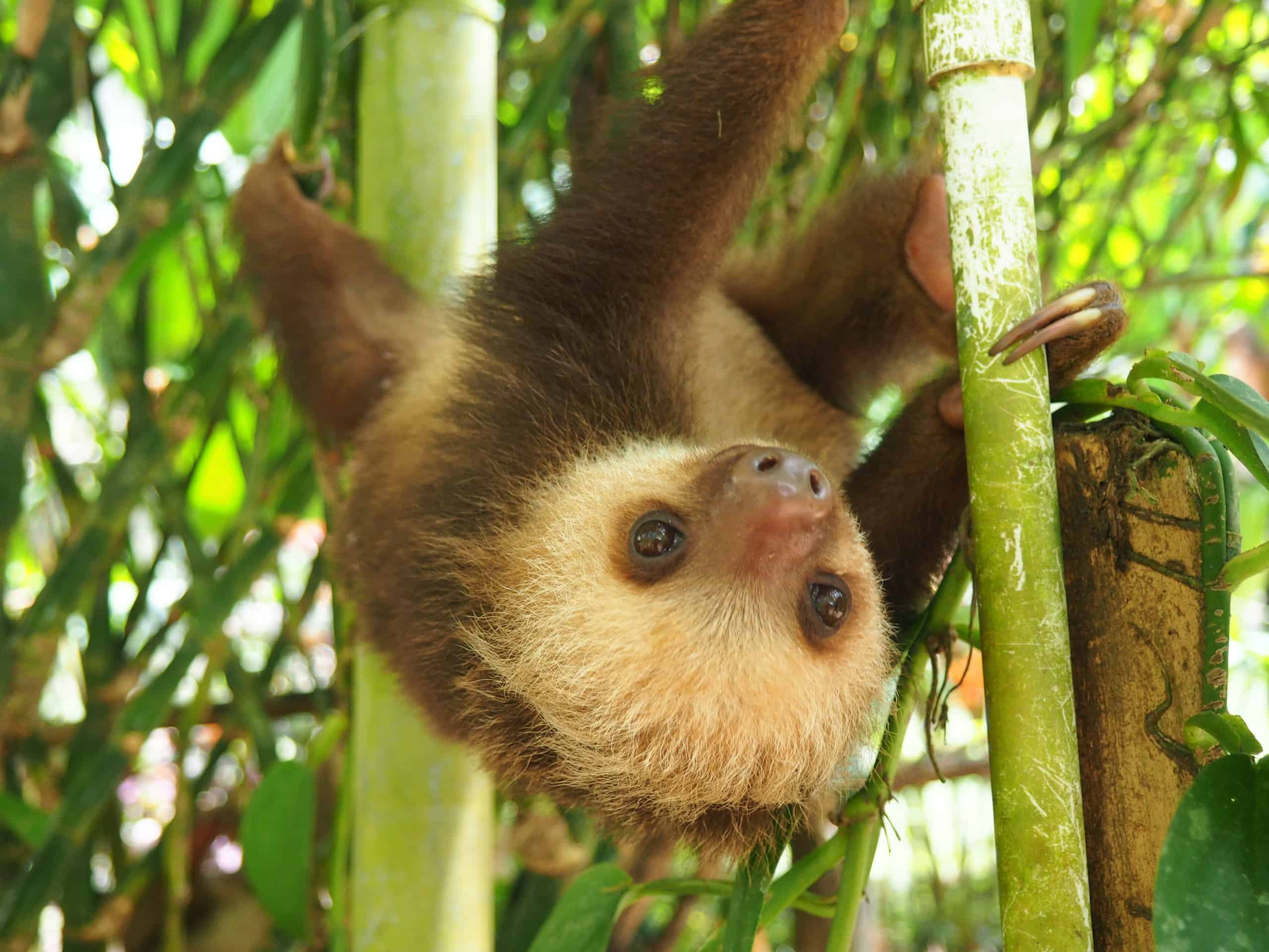 Sloth Spirit Animal Symbolism and Meaning