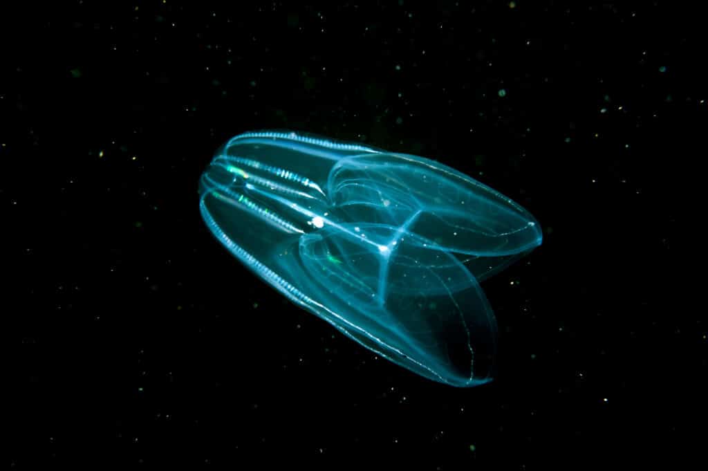 Comb jellyfish