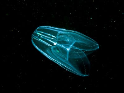 A Comb Jellyfish
