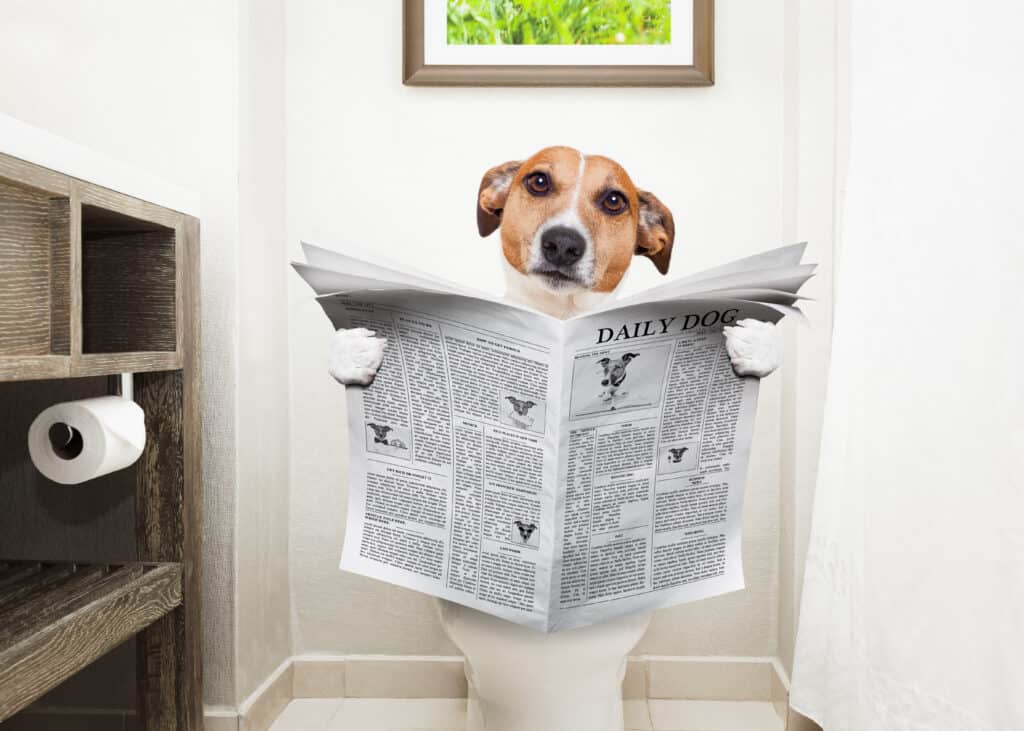 Jack Russell Terrier, sitting on toilet seat, having digestive problems or constipation, reading gossip magazine or newspaper