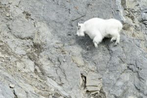 See a Mountain Goat Turn Into ‘Spider-Man’ and Climb a Near Vertical Dam Picture