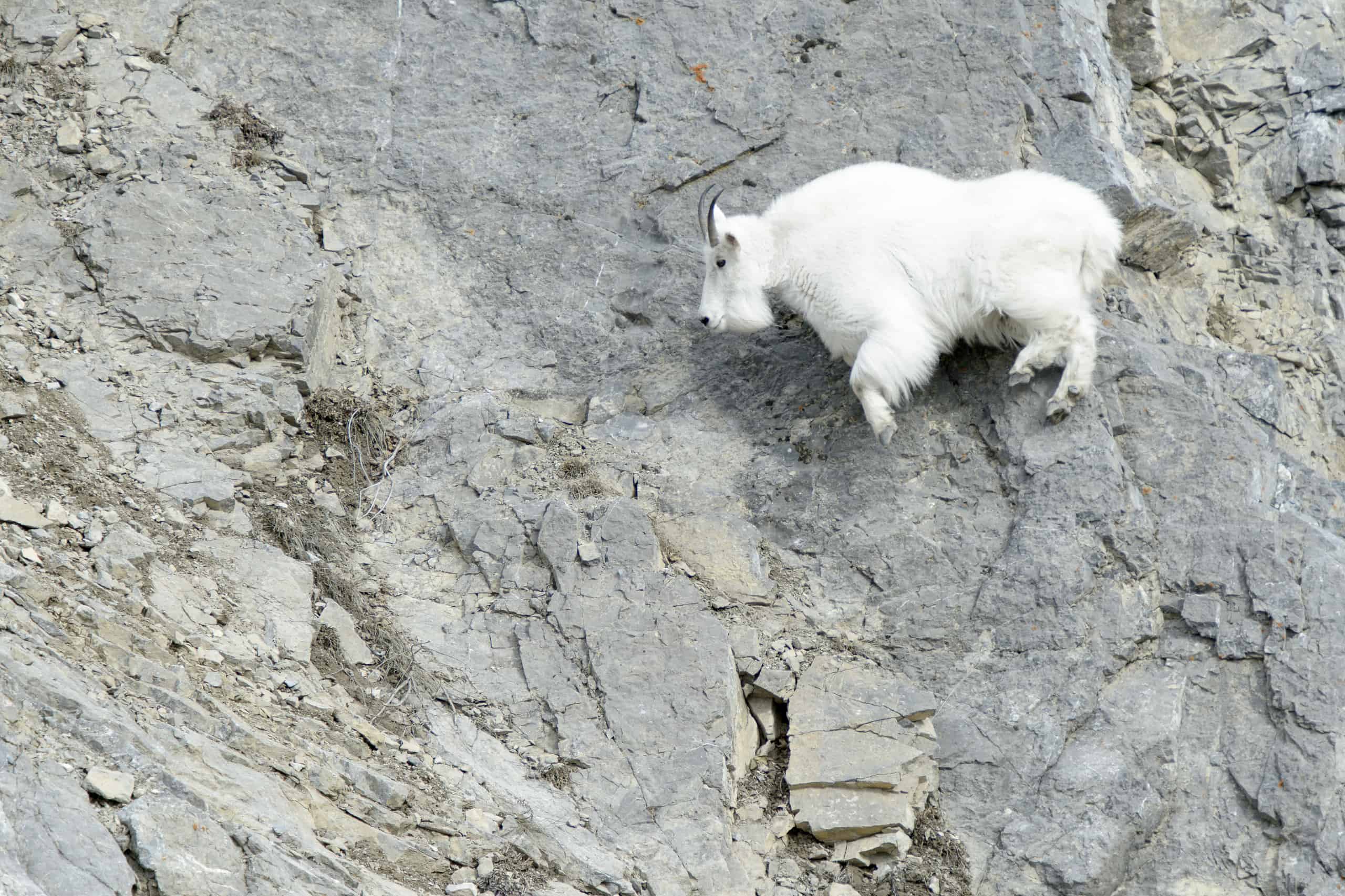 Mountain goat on rock face