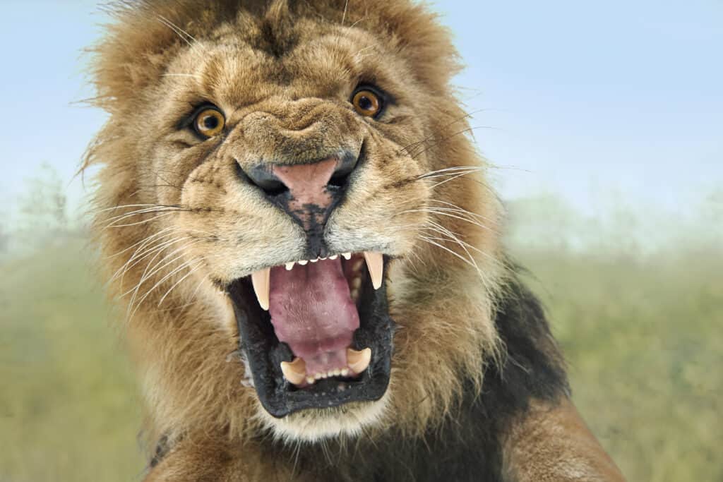 Lion Roar at Camera
