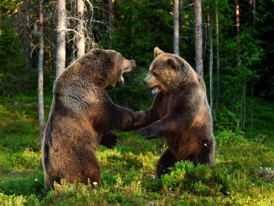 A Watch Two Huge Grizzly Bears Turn Into Professional Boxers and Pummel Each Other