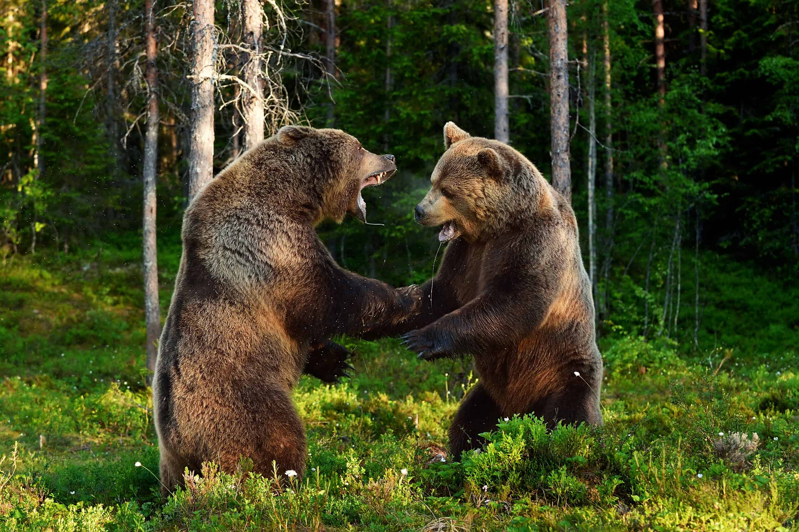 Grizzlies Battle in the Forest
