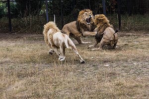 Witness Chaos on the Savannah as a Lion Fight Breaks Out in the Middle of Hyenas and Elephants Picture