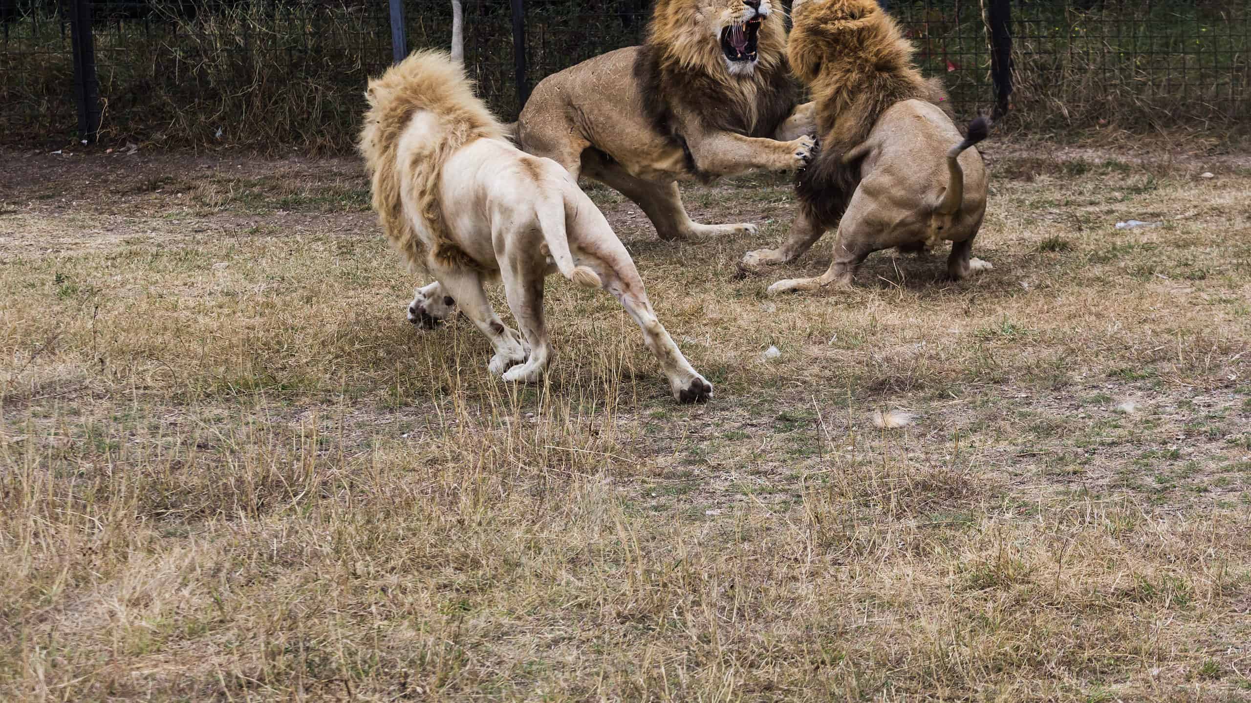 male lions fighting