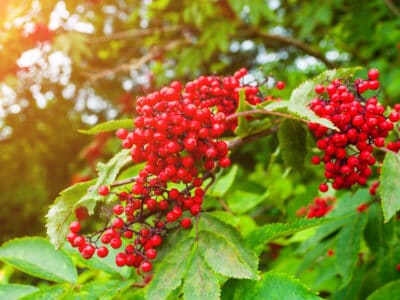 A Red Elderberry vs. Black Elderberry