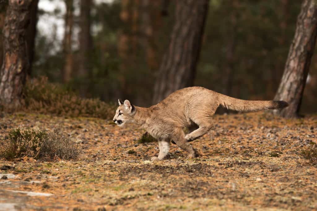 Female mountain lion chasing prey