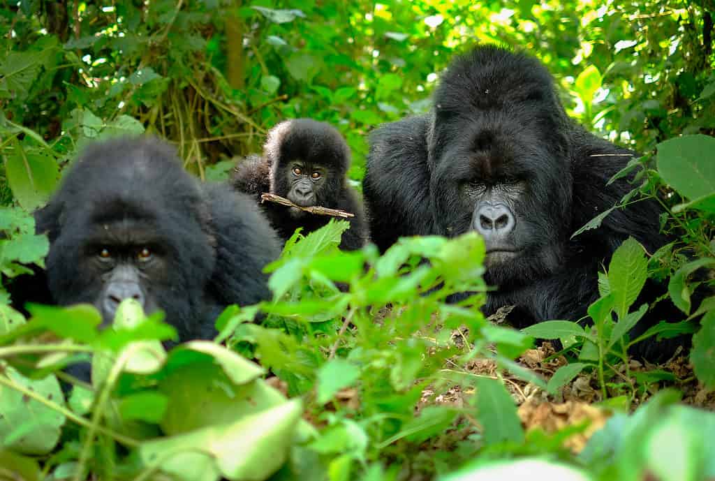 Family of gorillas
