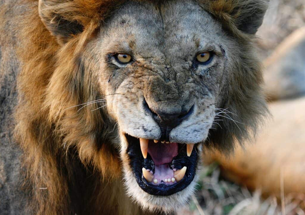 Male Lion Growling