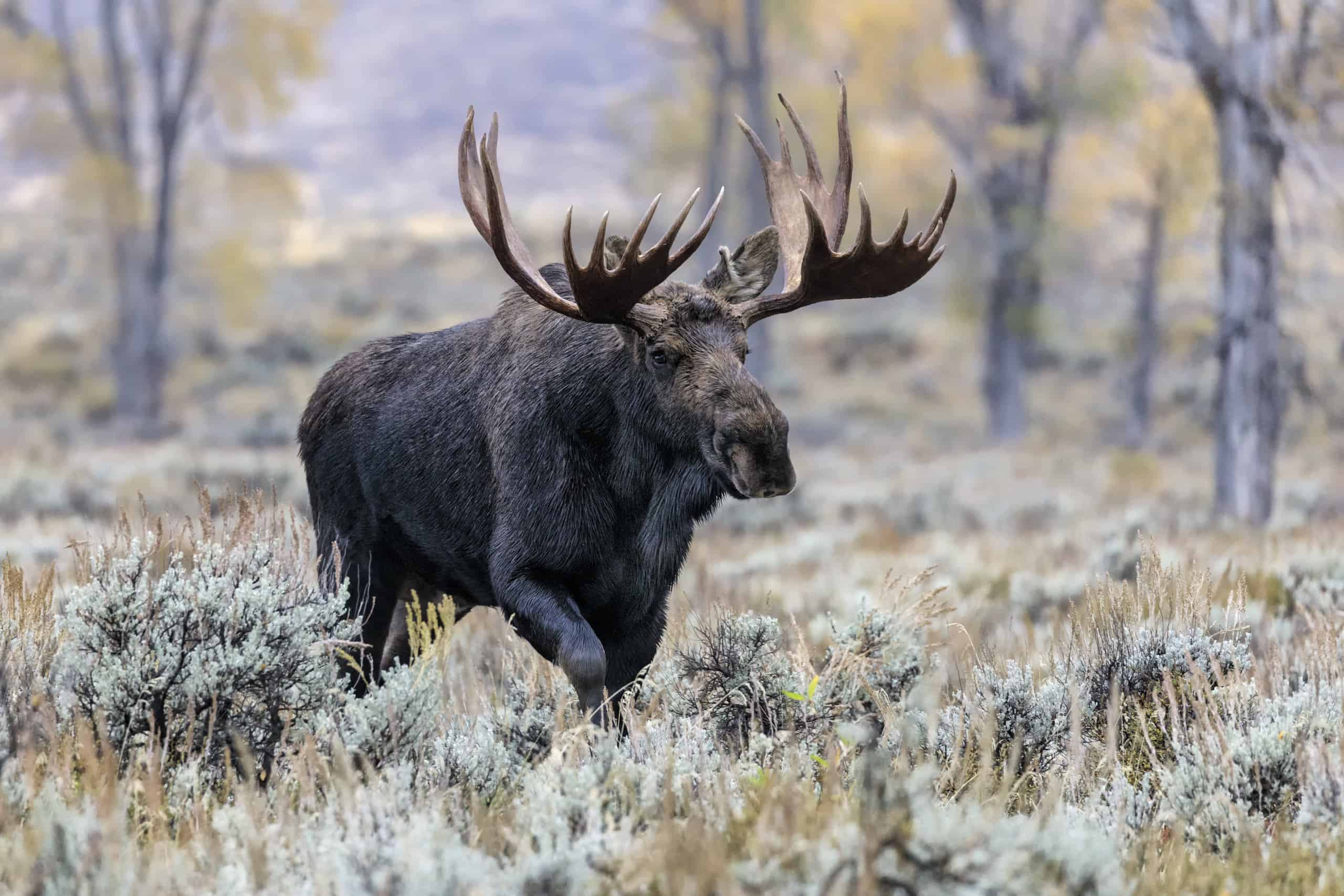 Large bull moose