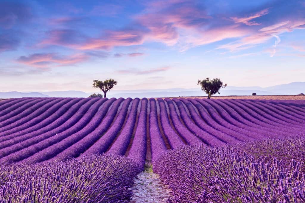 Field of lavender plants in bloom with trees at far end in distance