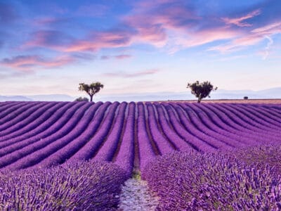 A When Does Lavender Bloom? Discover Peak Season by Zone