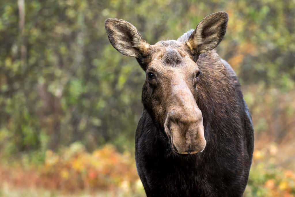 Female moose