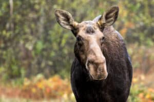 Moose Mating Season: When Do They Breed? photo