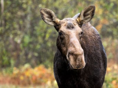 A Watch This Moose Try to Crash a BBQ With Fireworks