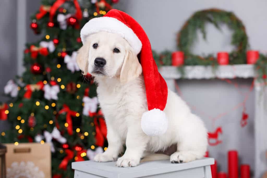 Retriever puppy in a Santa Claus hat in front of Christmas tree