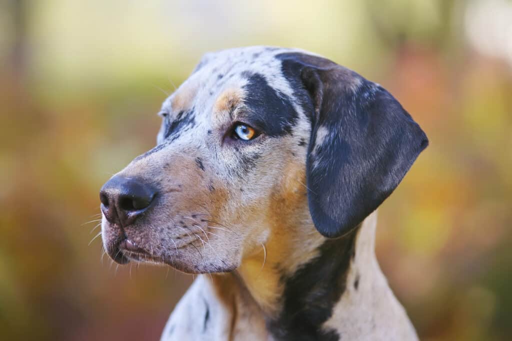 American Leopard Hound