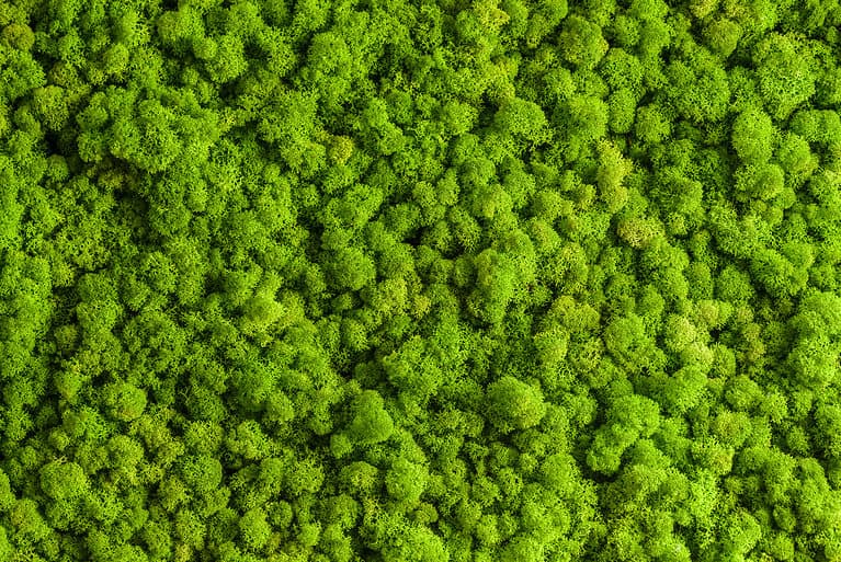 Reindeer moss wall